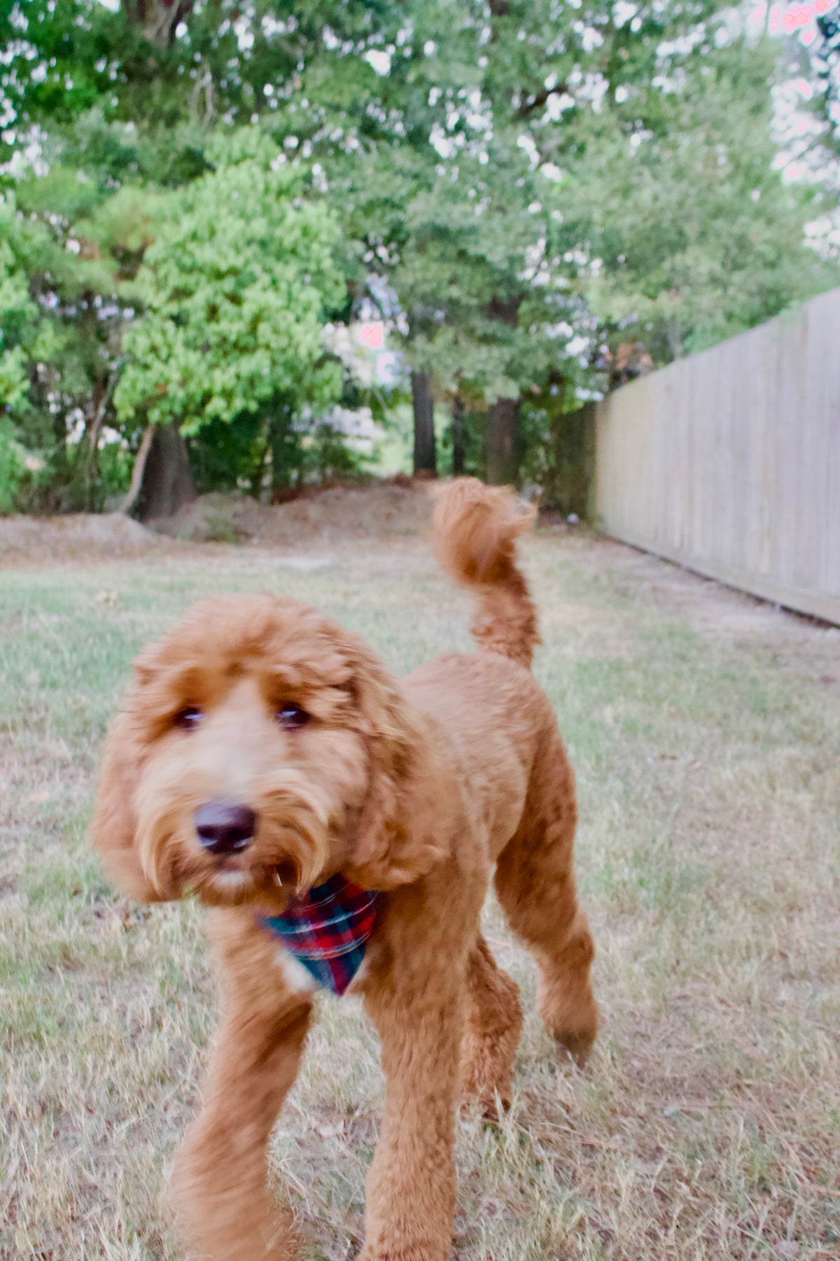 About us – BonTemps&Tails